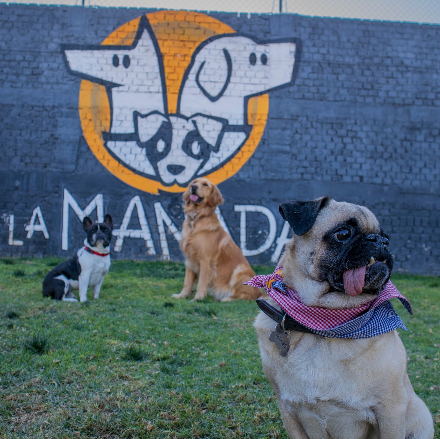 La MANADA es el espacio PET FRIENDLY que habíamos estado esperando
