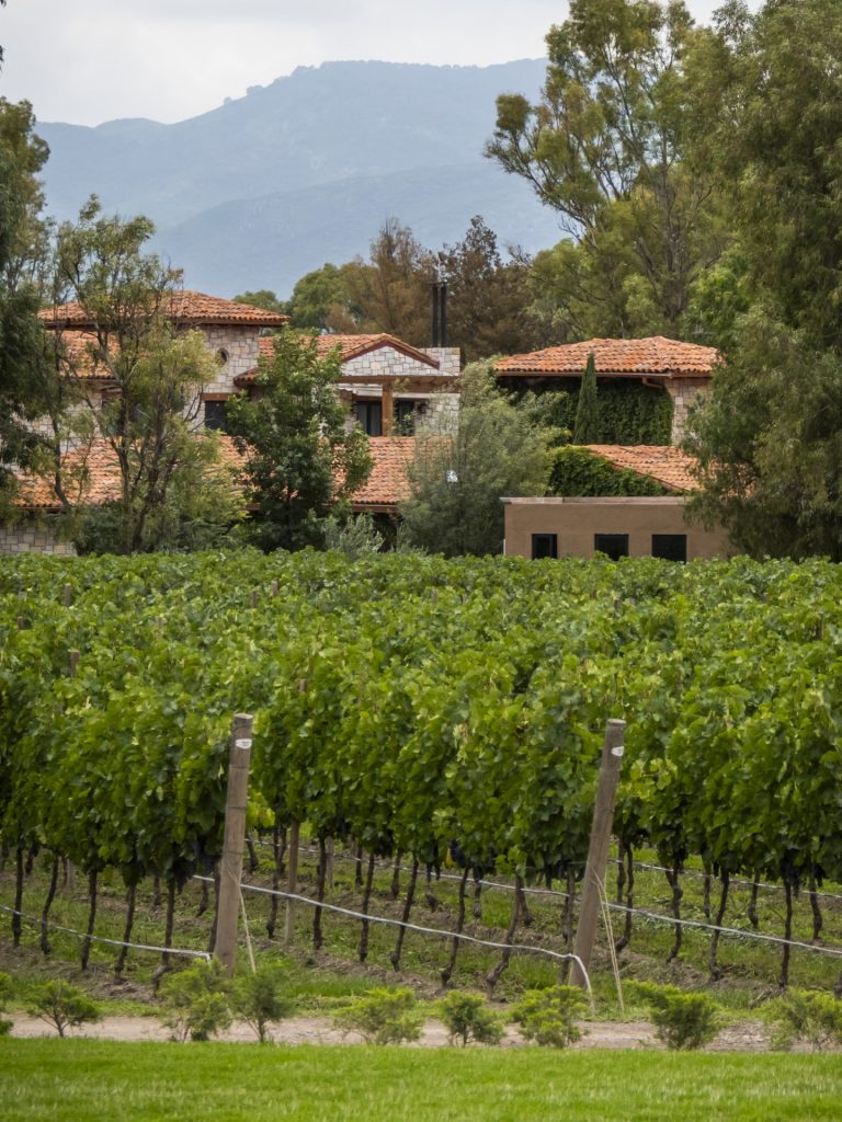 san miguel vid vinos bebidas