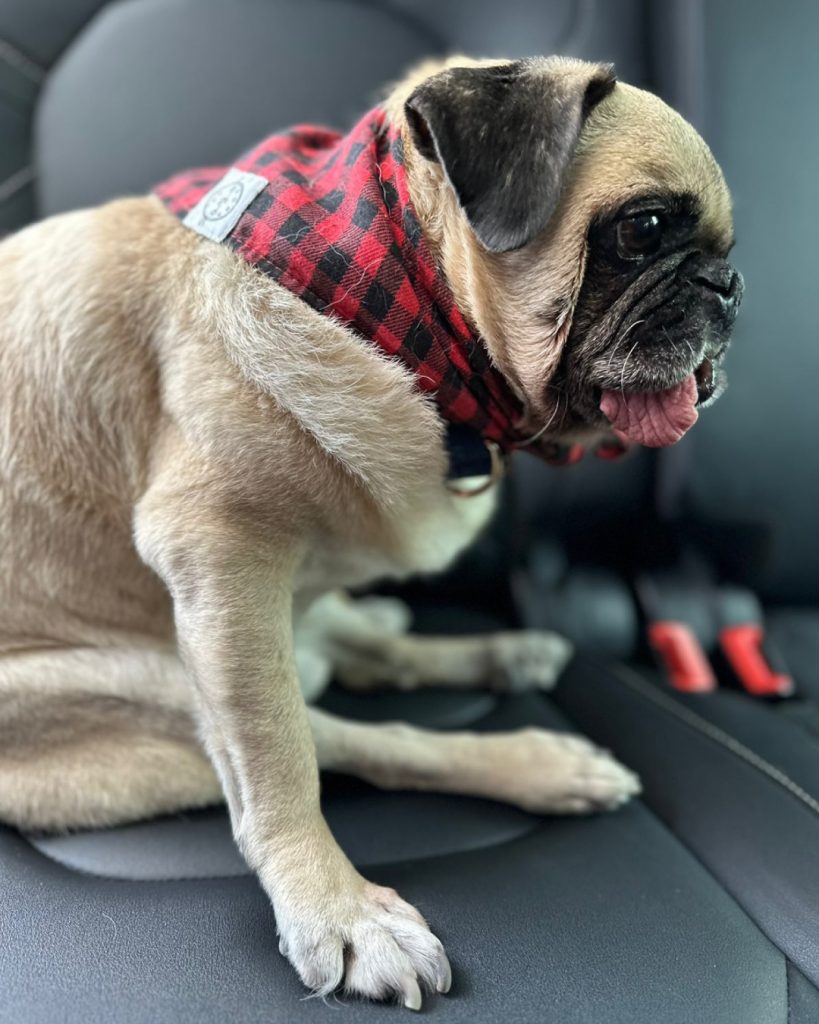 Viajero Mx Transporte San Miguel