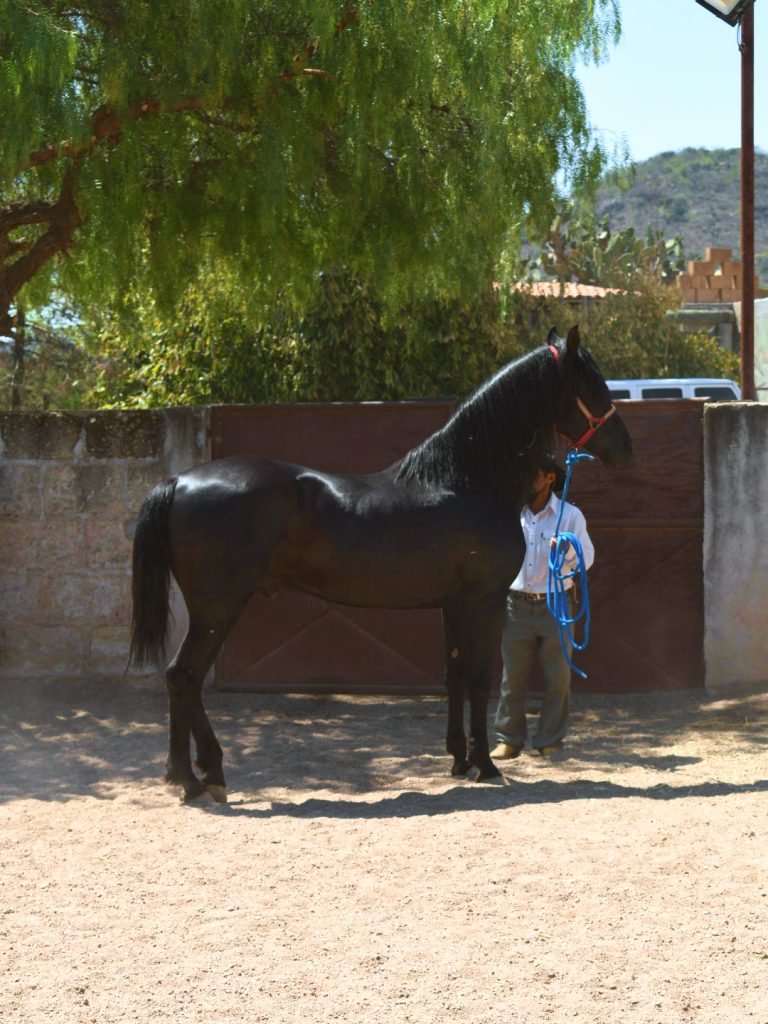 curativo caballos san miguel