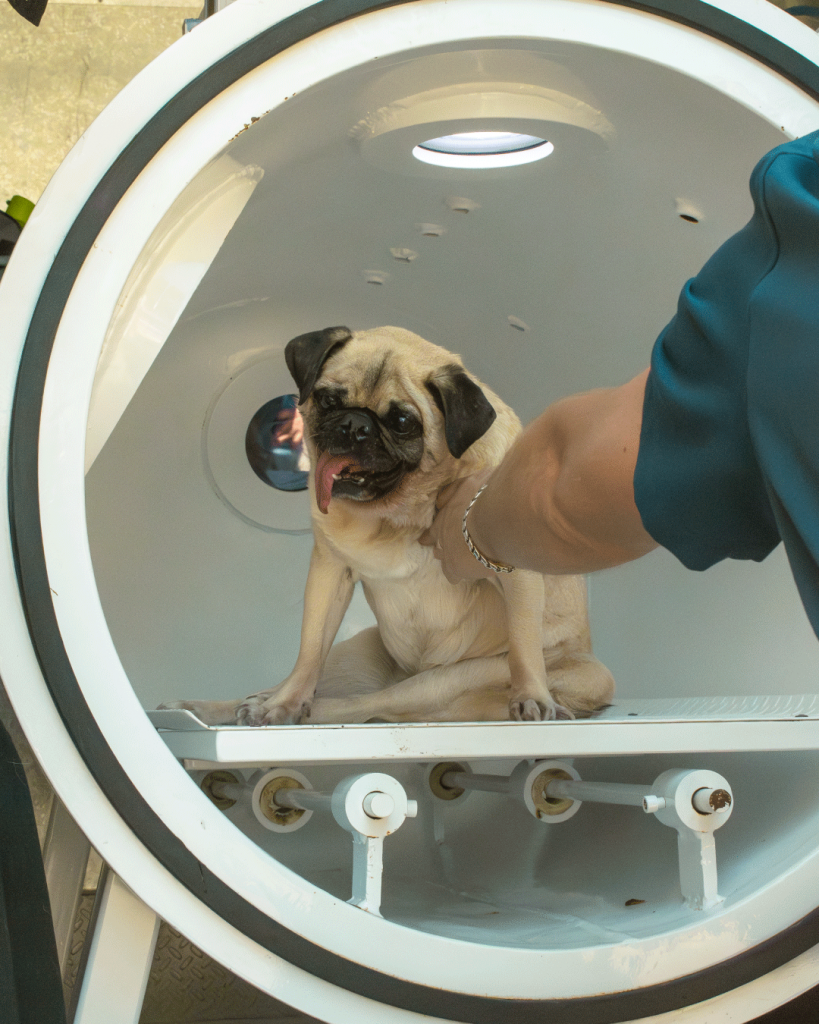 terapia animalitos san miguel